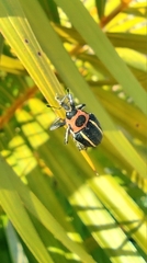 Neodiplogrammus quadrivittatus