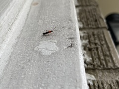 Pseudoxenetus regalis