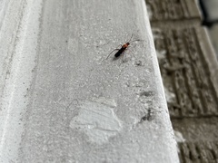 Pseudoxenetus regalis