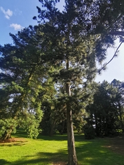 Pinus tabuliformis