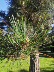 Pinus tabuliformis