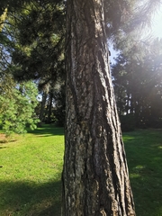 Pinus tabuliformis