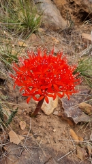 Brunsvigia marginata