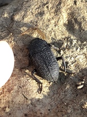 Asiopus minimus