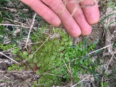 Micranthemum umbrosum