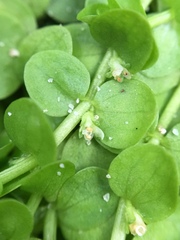 Micranthemum umbrosum