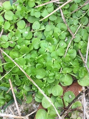 Micranthemum umbrosum
