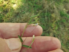Vicia minutiflora