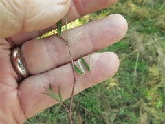 Vicia minutiflora