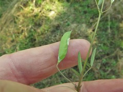 Vicia minutiflora