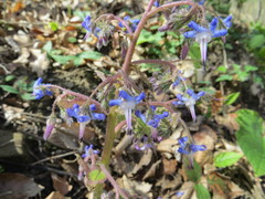 Trachystemon orientalis