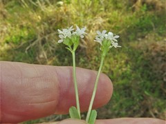 Valerianella nuttallii
