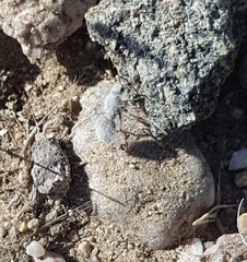 Dasymutilla gloriosa