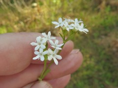 Valerianella nuttallii