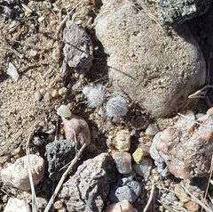 Dasymutilla gloriosa