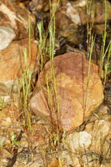 Helictochloa marginata