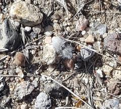 Dasymutilla gloriosa