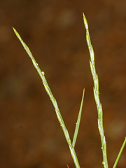 Helictochloa marginata