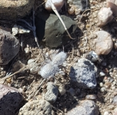 Dasymutilla gloriosa