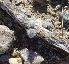 Dasymutilla gloriosa