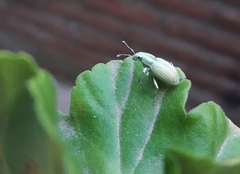 Naupactus auripes