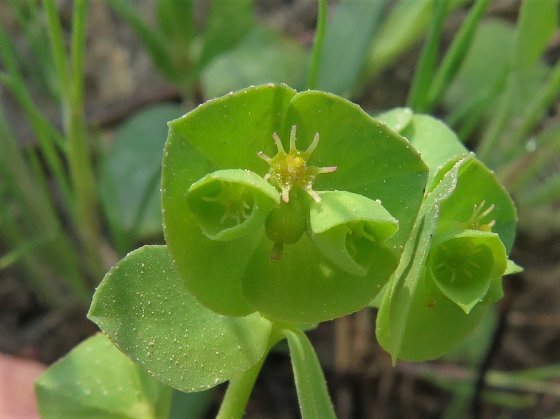 Euphorbia longicruris
