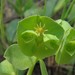 Wedgeleaf Spurge - Photo (c) jim_keesling, some rights reserved (CC BY-NC), uploaded by jim_keesling