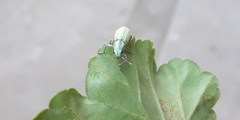 Naupactus auripes