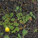 Jersey Buttercup - Photo (c) Felix Riegel, some rights reserved (CC BY-NC), uploaded by Felix Riegel