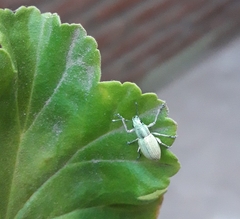 Naupactus auripes