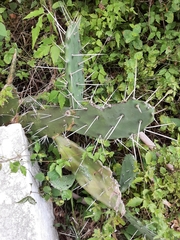 Opuntia elata