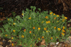 Anthyllis lotoides