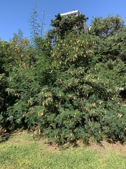 Senegalia bonariensis