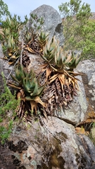 Aloe perfoliata