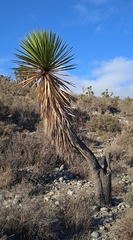 Yucca periculosa