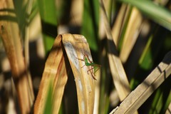 Conocephalus cinnamonifrons