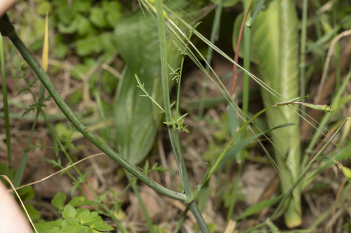 Image of Scaligeria napiformis by (c) Eleftherios Katsillis, some rights reserved (CC BY)