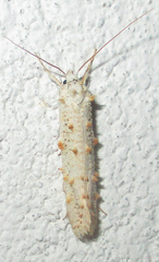 Eriocottidae