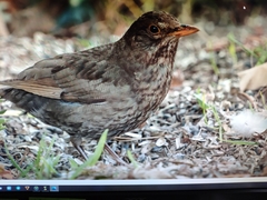 Turdus merula