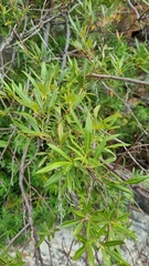 Searsia angustifolia