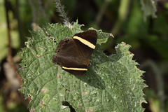 Abisara fylla