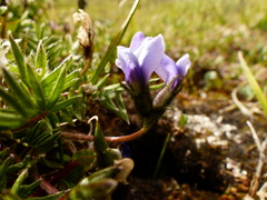 Oxytropis scammaniana