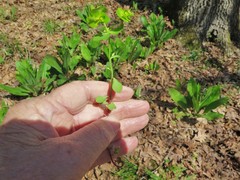 Euphorbia ouachitana