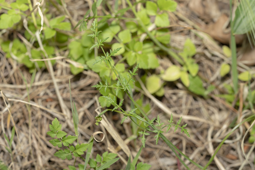 Image of Scaligeria napiformis by (c) Eleftherios Katsillis, some rights reserved (CC BY)