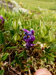 Oxytropis borealis viscida