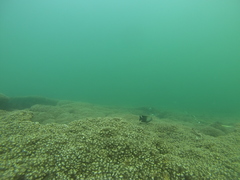 Stegastes acapulcoensis