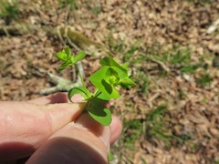 Euphorbia ouachitana