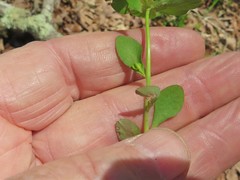 Euphorbia ouachitana