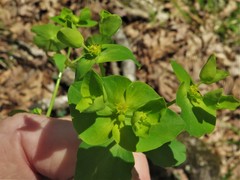Euphorbia ouachitana