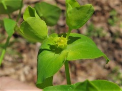 Euphorbia ouachitana